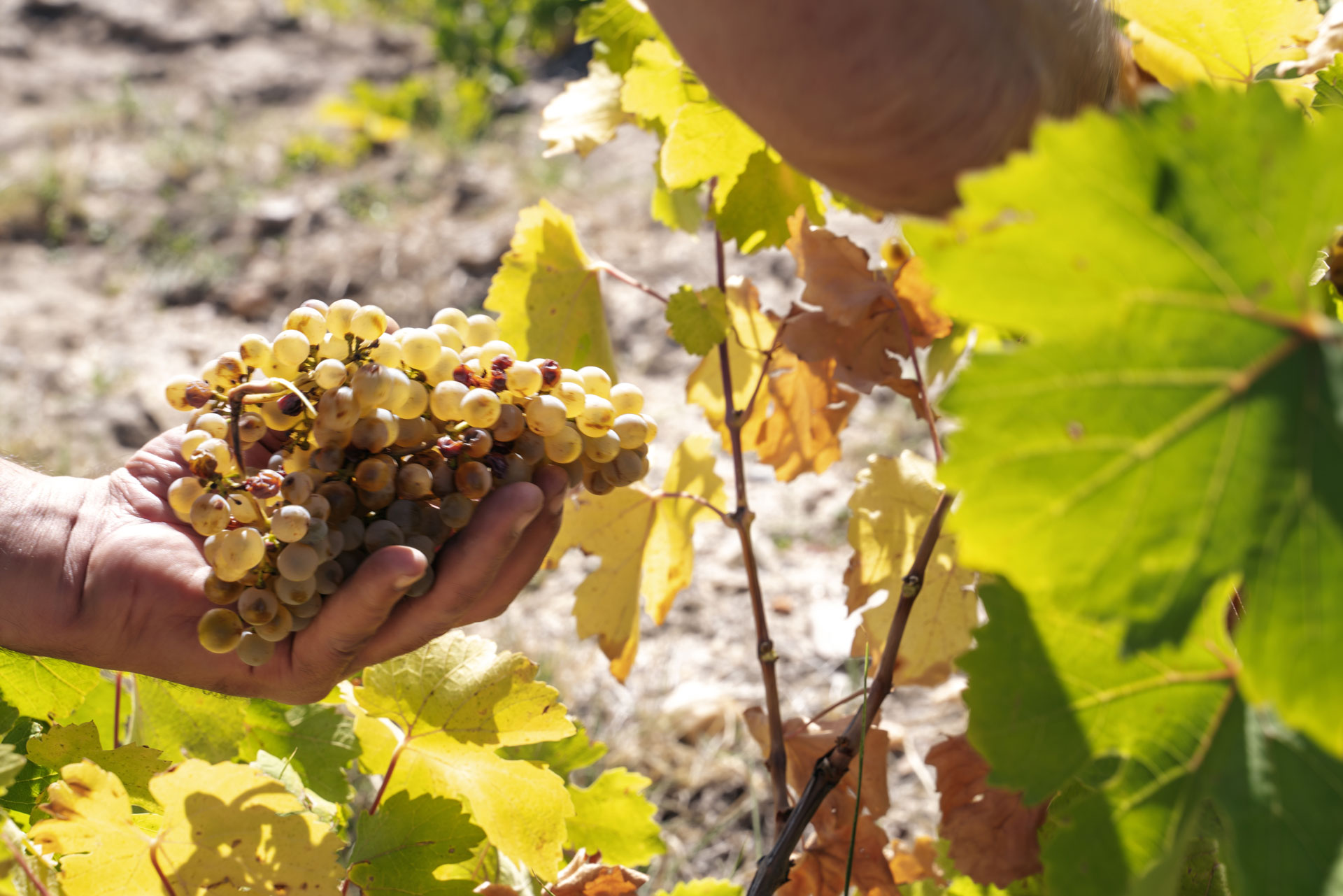 cuvee-creative-strategie-vignoble